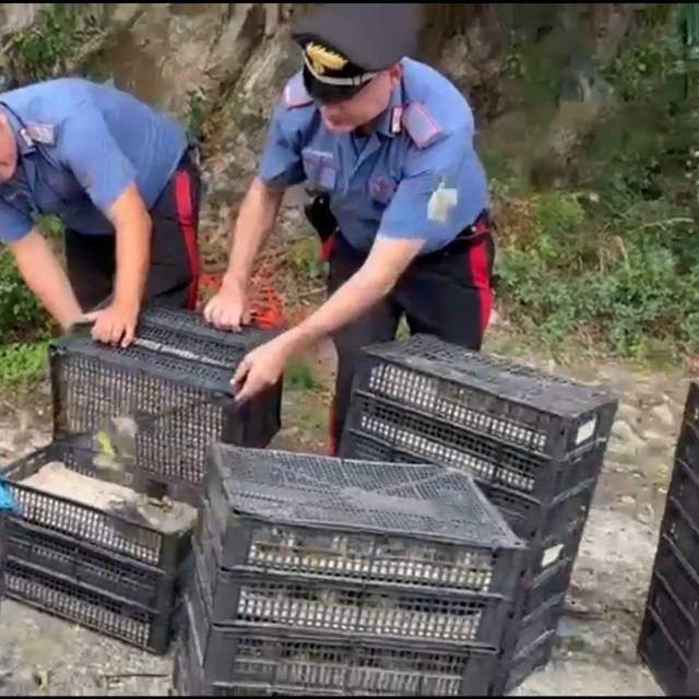 Illegaler Vogeltransport in Italien