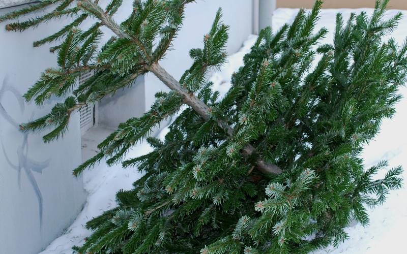Weihnachtsbaumtransport: So kommt die Tanne unfallfrei heim - Eckental