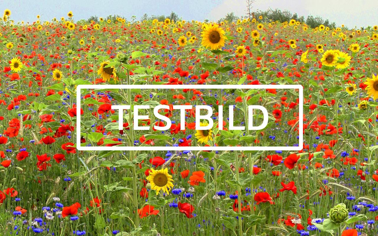 Alternativtext Wiese