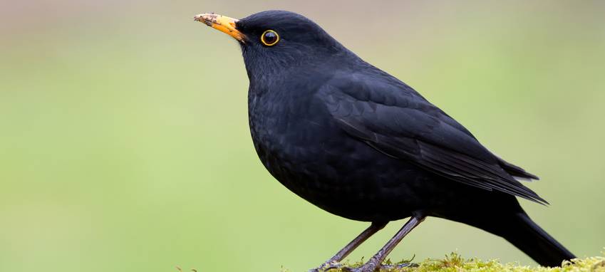 Nahrung für Vögel