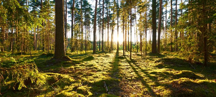 Stadt prüft "Wald-Kita"-Konzept für altes Grünflächenamt
