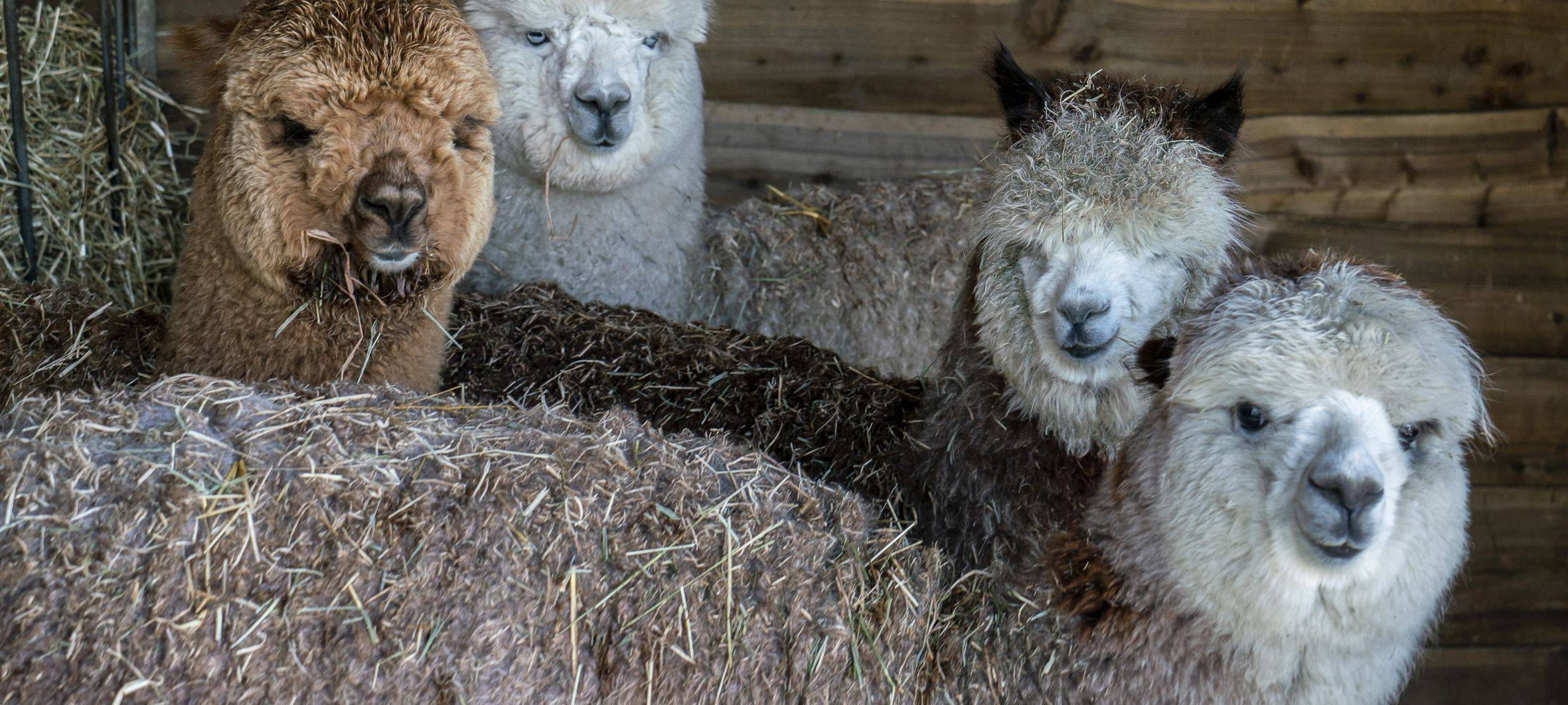 Tiere im Gysenberg dürfen nicht mit mitgebrachtem Essen gefüttert werden