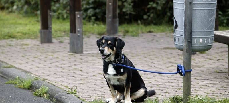 Hunde an der Emscher anleinen