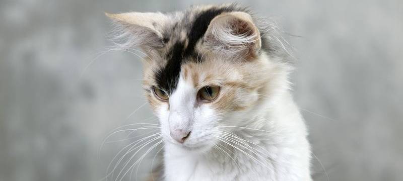 Tierschützer gesucht