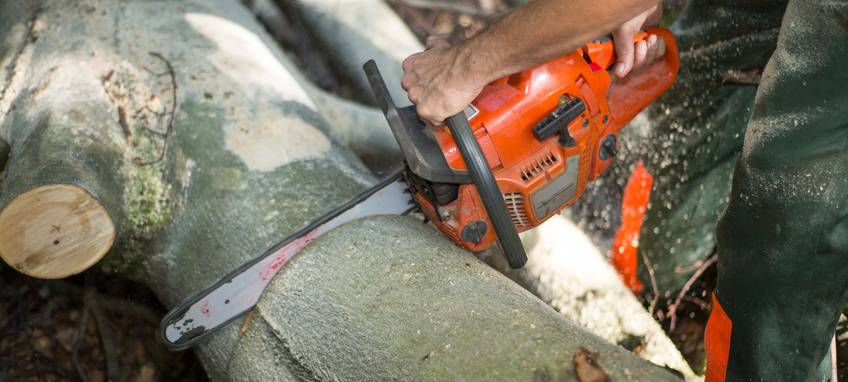 Kranke Bäume an der Sodinger Straße