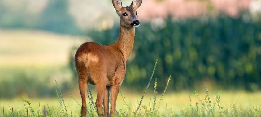 Wildtiere brauchen gerade besonderen Schutz