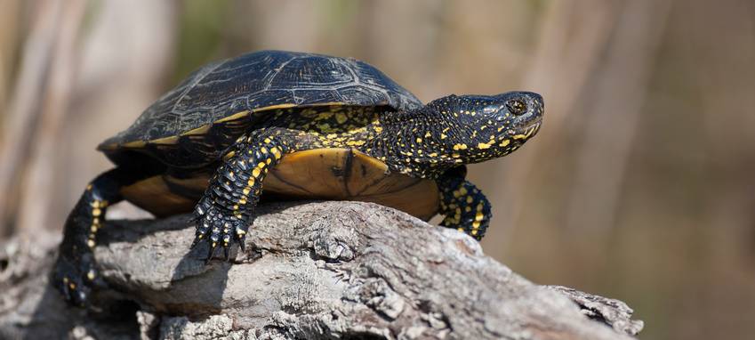 Illegal ausgesetzte Tiere bereiten Naturschutzbehörde Sorgen