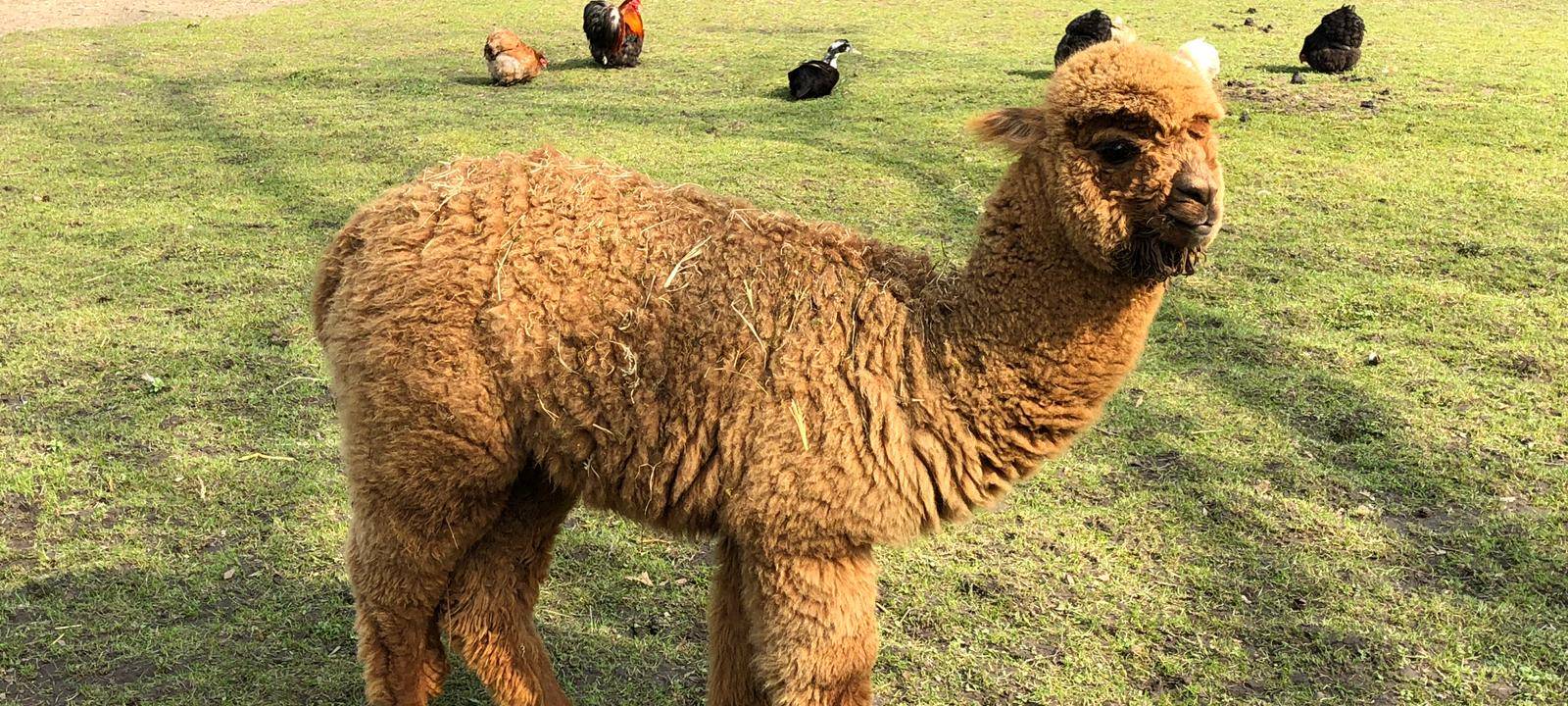 Auf Tuchfühlung mit Alpakas und Schafen