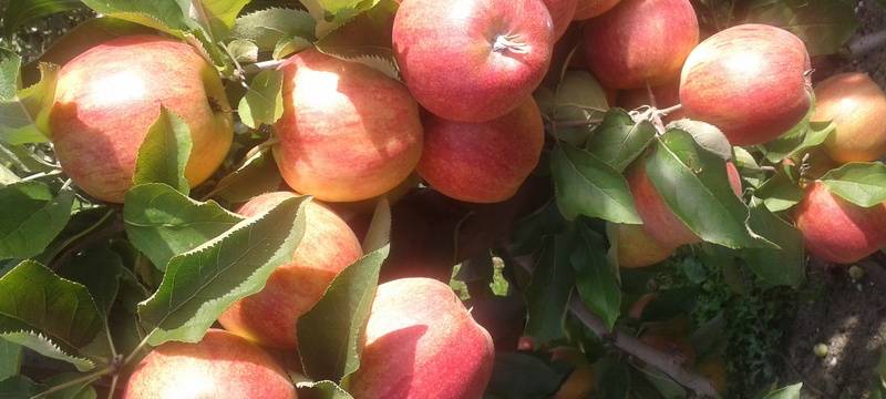 Neue Obstwiese in Sodingen