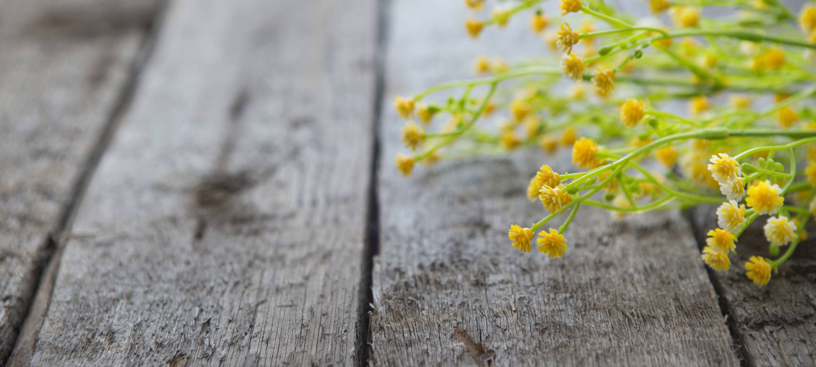 Wer Gartenabfall loswerden möchte, kann das heute wieder tun