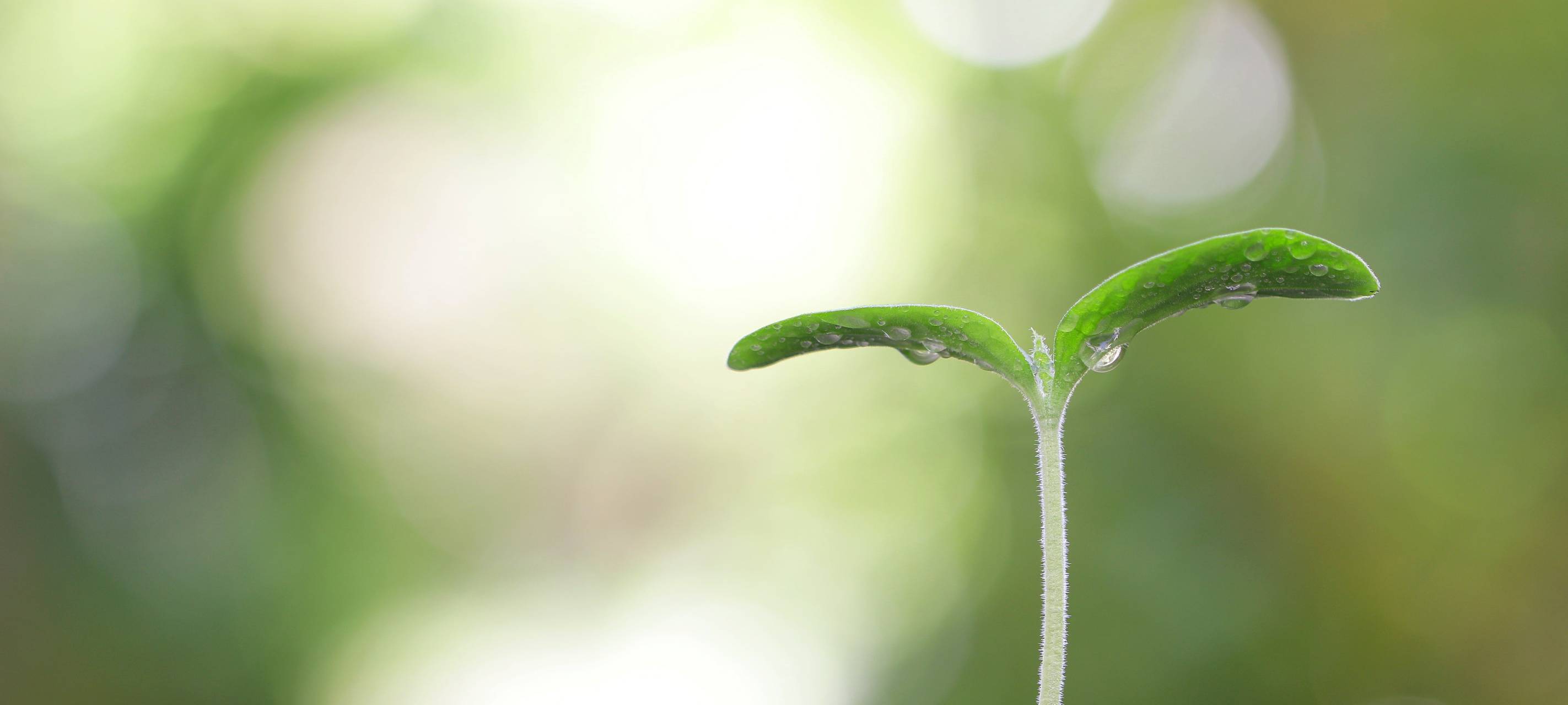 BUND gibt Sträucher ab