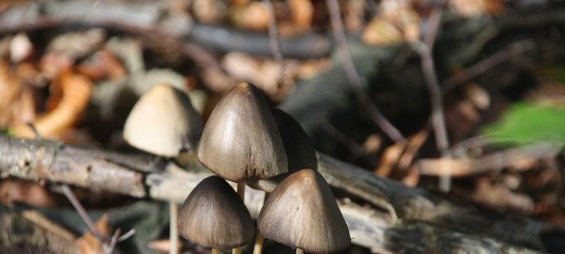 Vorsicht bei Pilzen!
