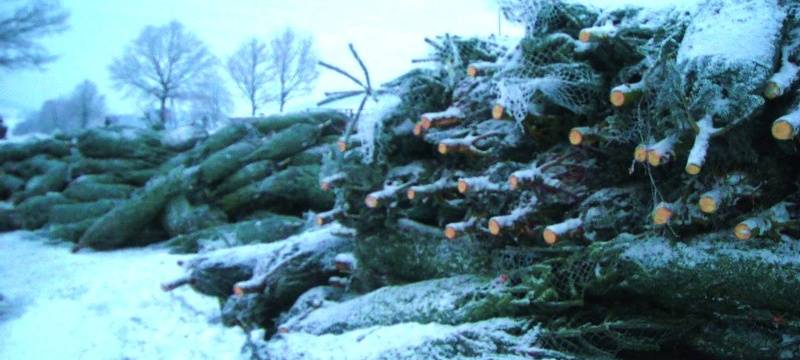Weihnachtsbäume für Bedürftige