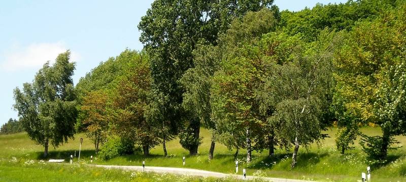 Stadt will Bäume pflanzen