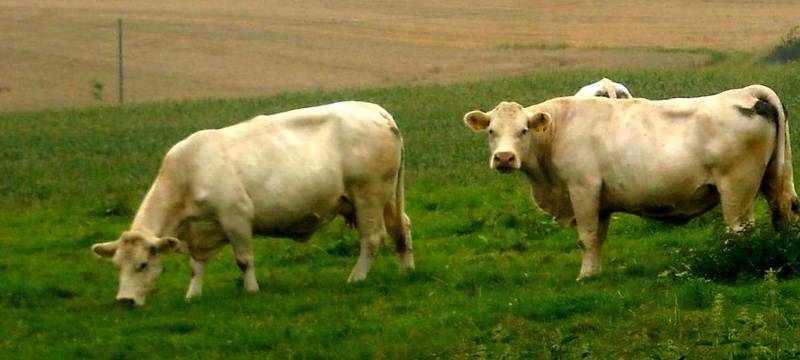 Bauern bekommen Krisen zu spüren