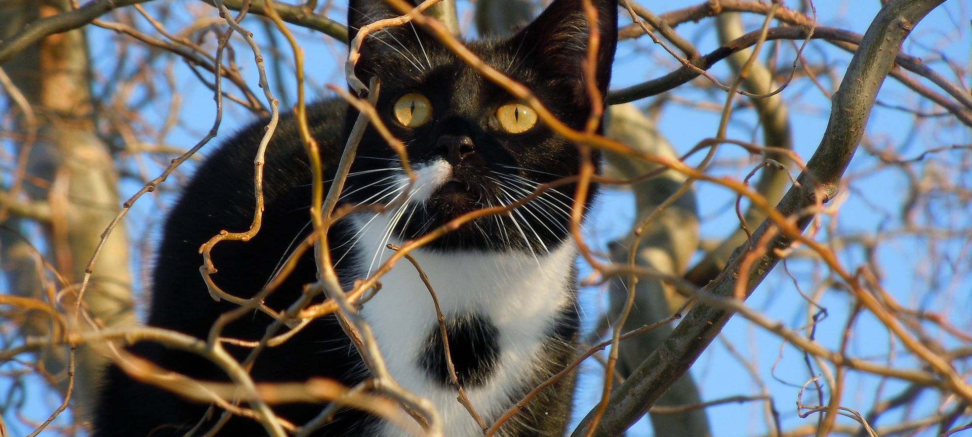 Zuschuss für Katzenkastration
