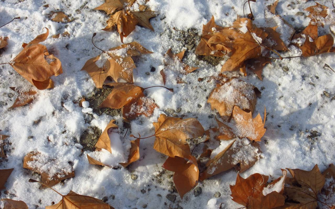 Wenn der Schnee auf Laub fällt, ist der Herbst eindeutig vorbei (Symbolbild).