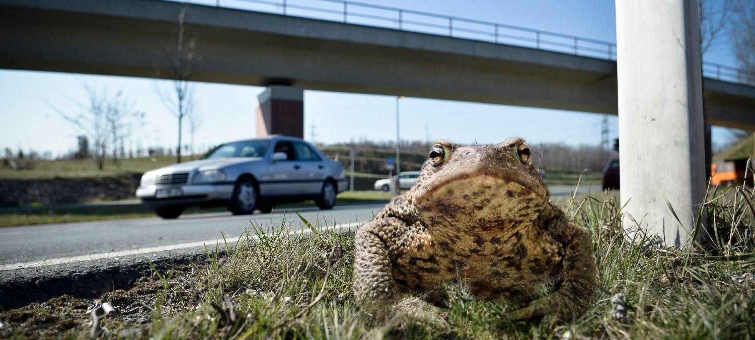 Krötenwanderung