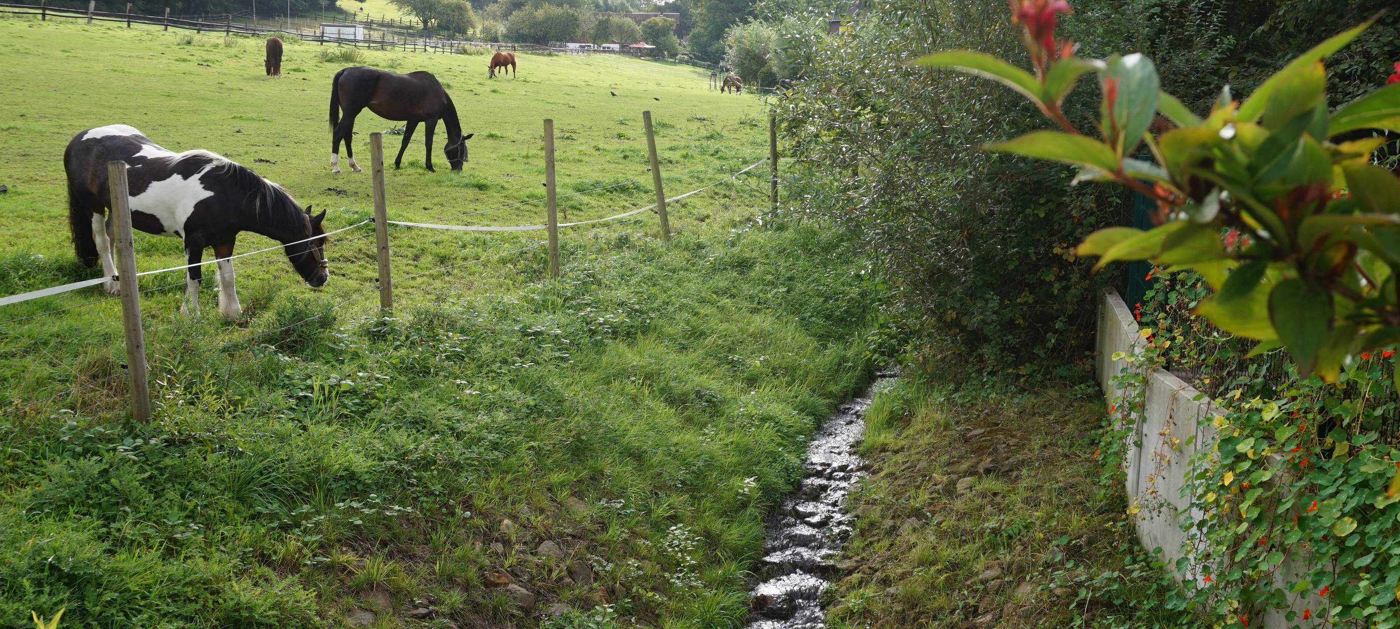 Naturschutz, Klimaanpassung und Stadtentwicklung