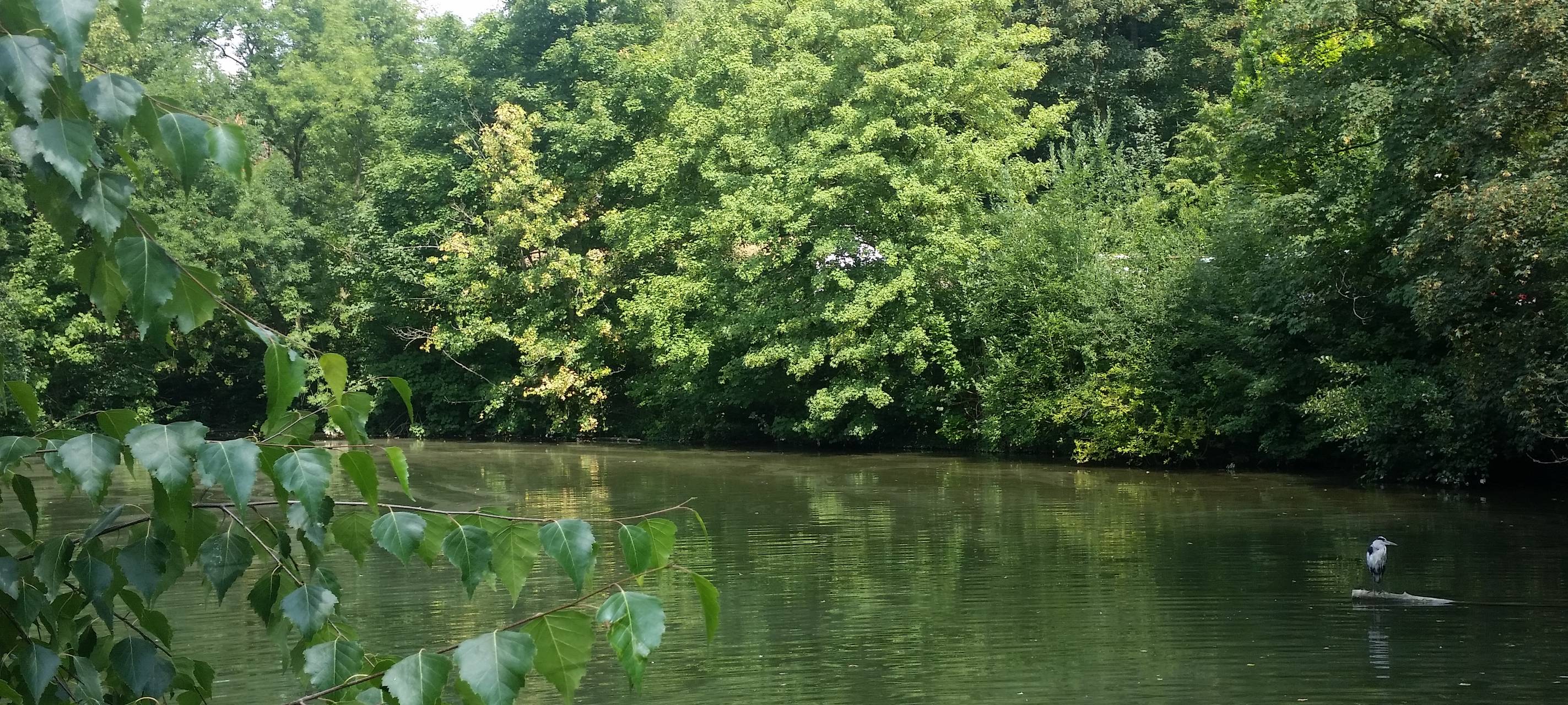 Zwillingsteiche im Gysenberg sollen sauberer werden