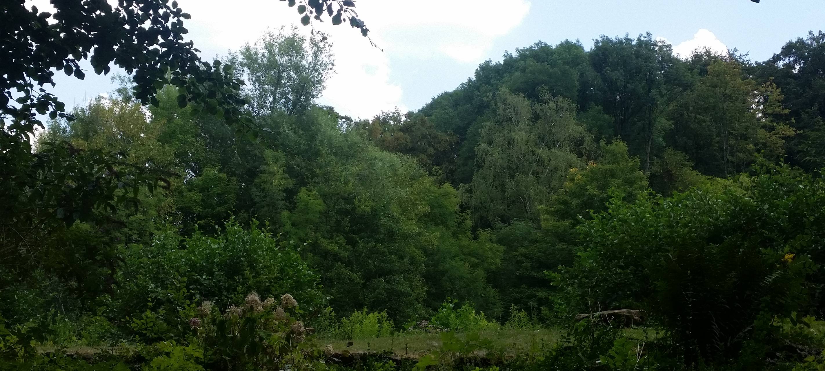 Hitze schadet Gysenbergwald