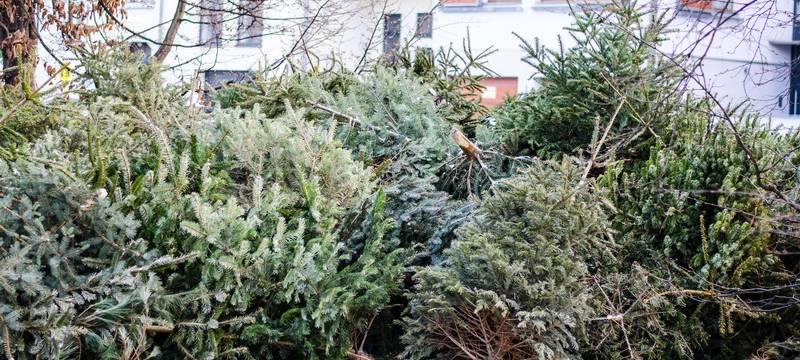 Entsorgung Herne holt Weihnachtsbäume ab