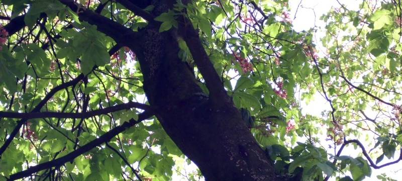 Letzter Bürgerbaum gepflanzt