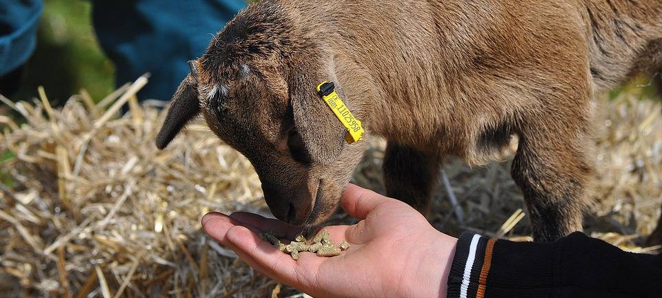 Der Förderverein Mini Zoo benötigt dringend Spendengelder und Ehrenamtler.