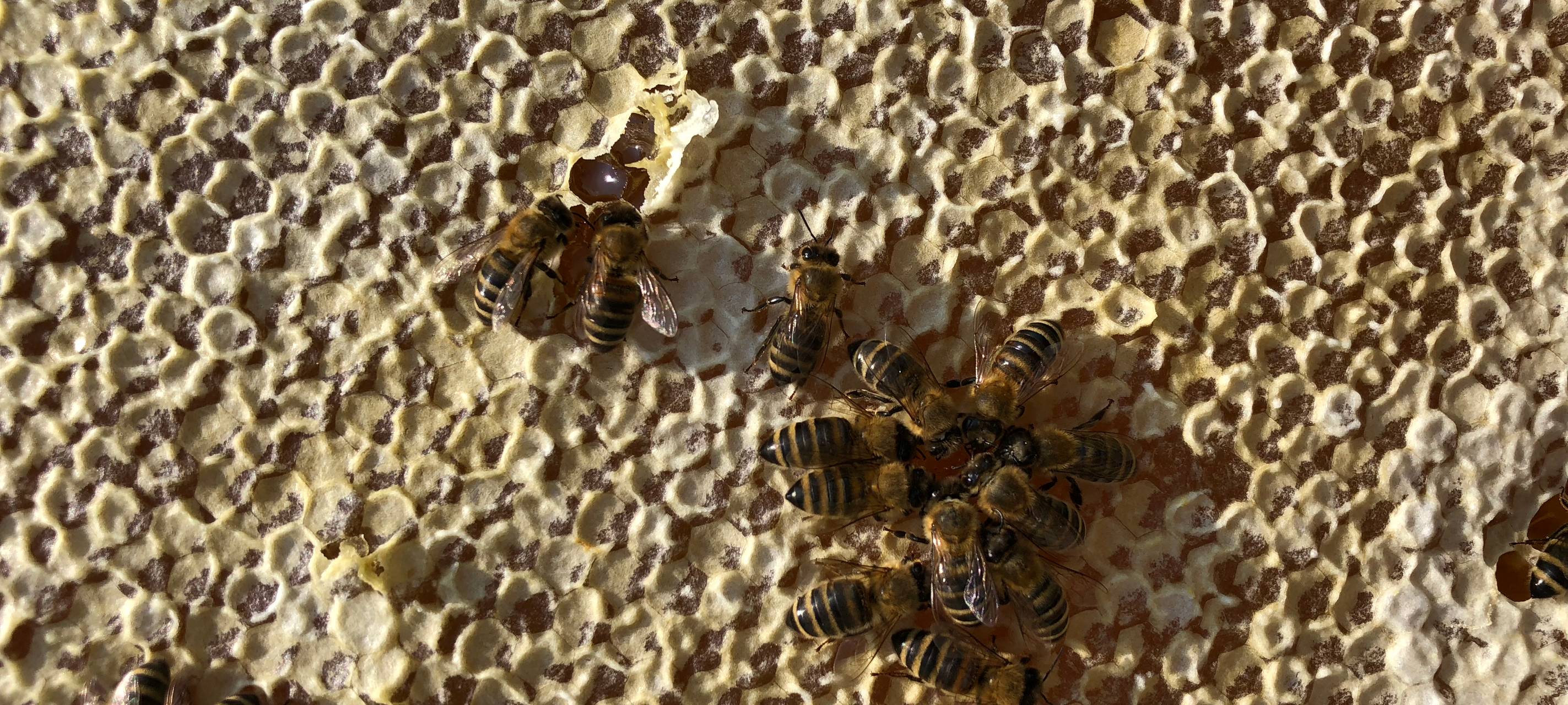 Bienenseuche in Herne