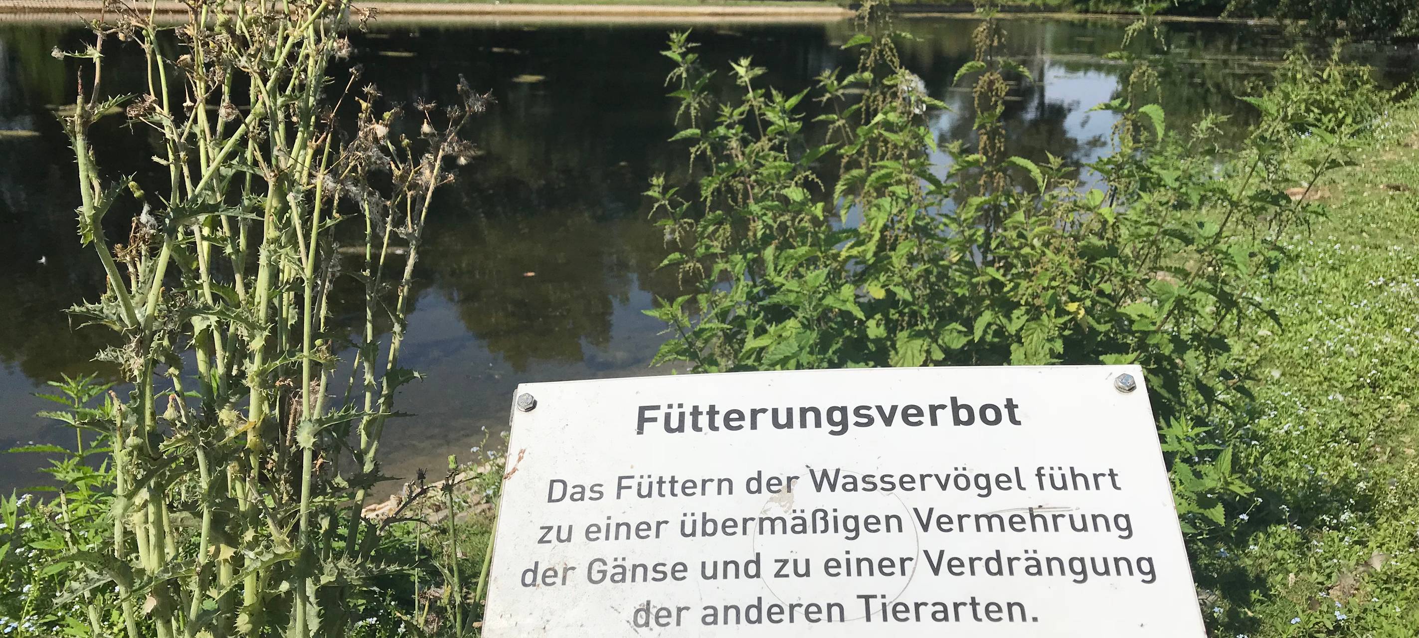 Hohes Gras gegen Gänse-Überpopulation