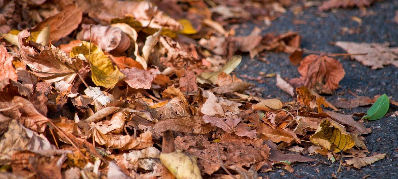 Laub muss entfernt werden