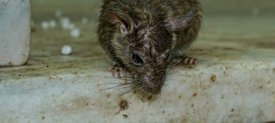 Rattenaufkommen in Herne unverändert
