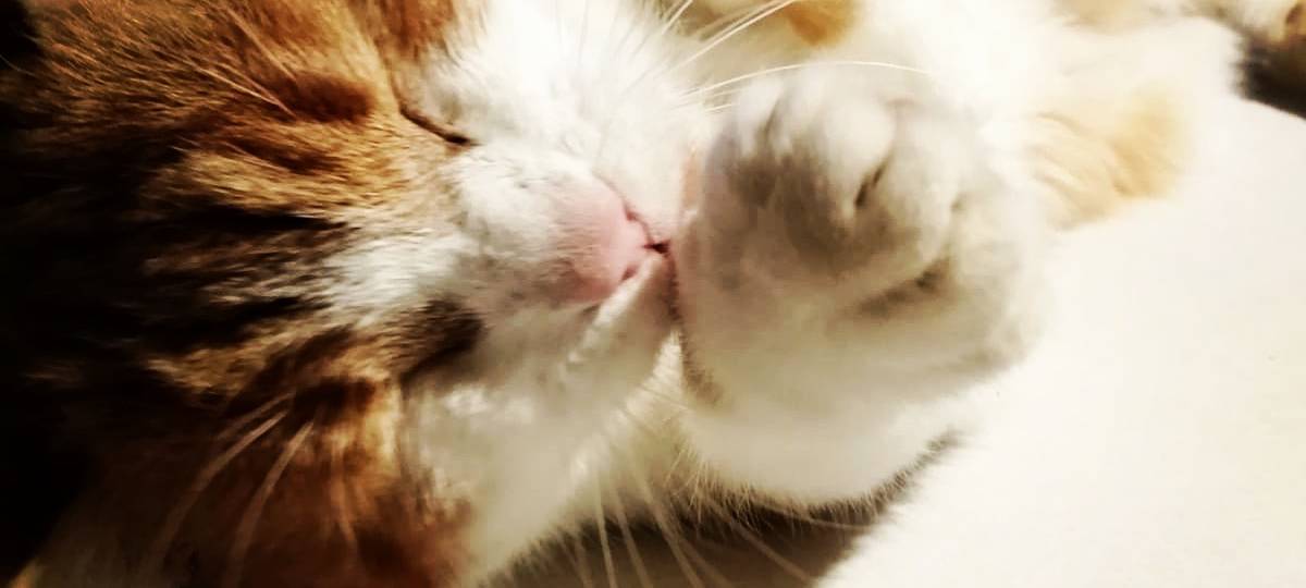 Tierheim Wanne befürchtet viele Tier-Abgaben nach Pandemie