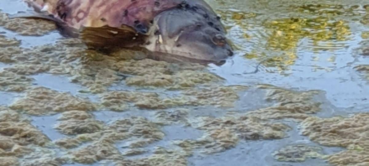 Toter Fisch im Ostbach