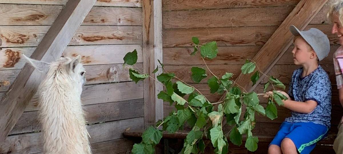 Ferienfee bei den Prachtlamas