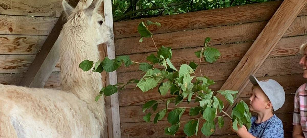 Ferienfee bei den Prachtlamas