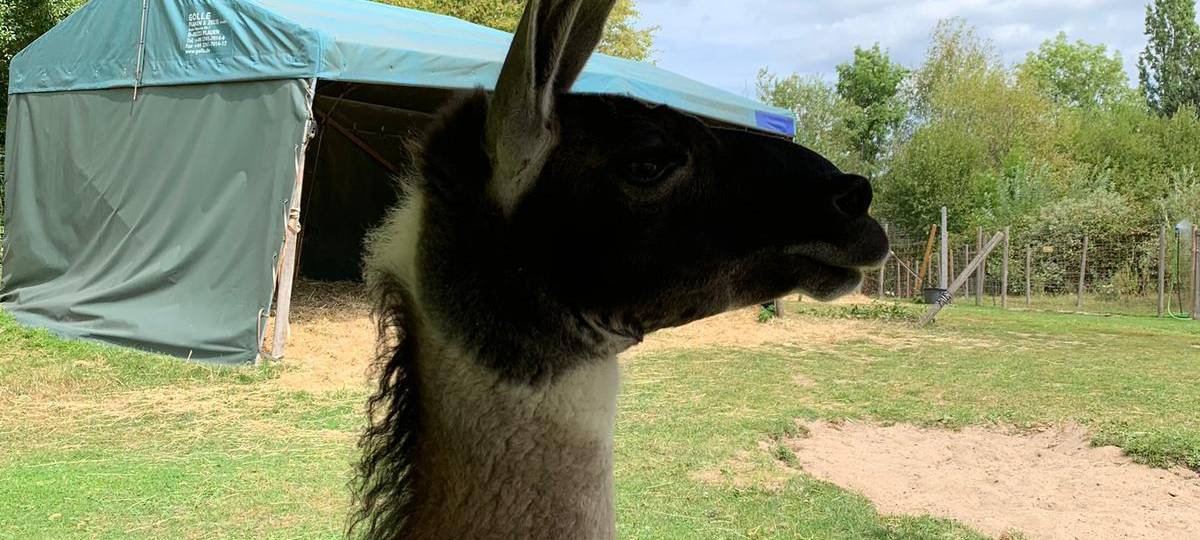 Ferienfee bei den Prachtlamas