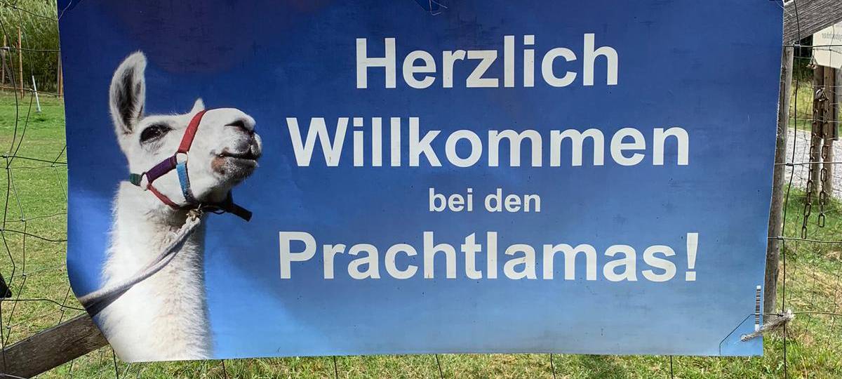 Ferienfee bei den Prachtlamas