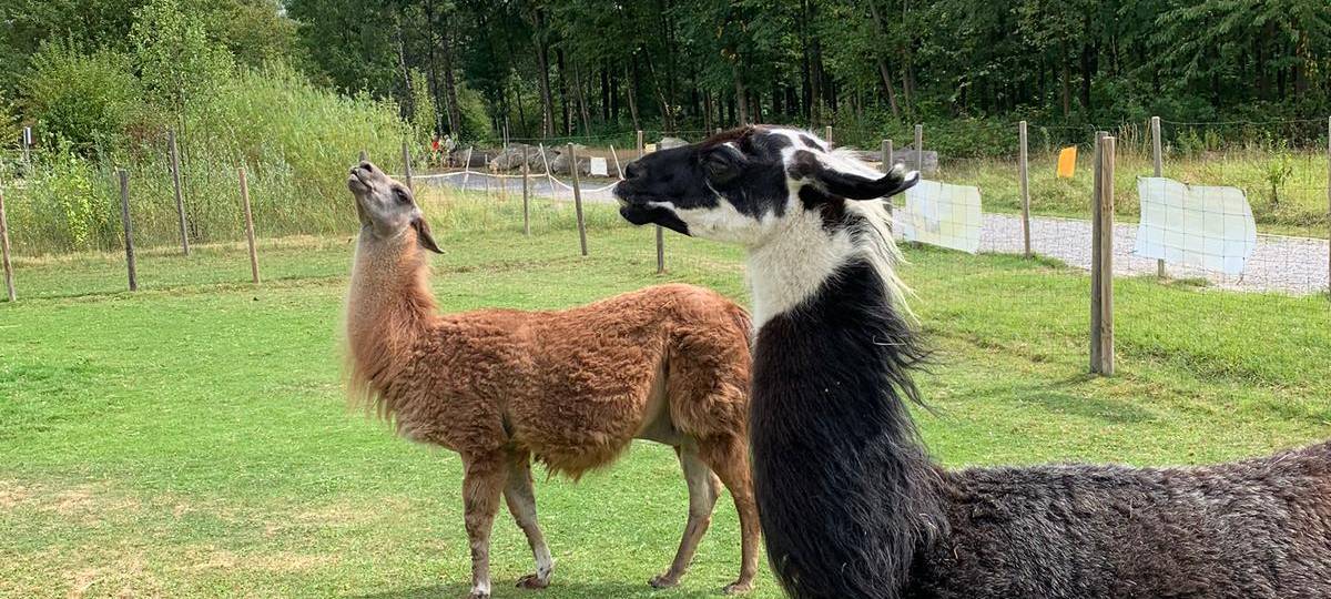 Ferienfee bei den Prachtlamas