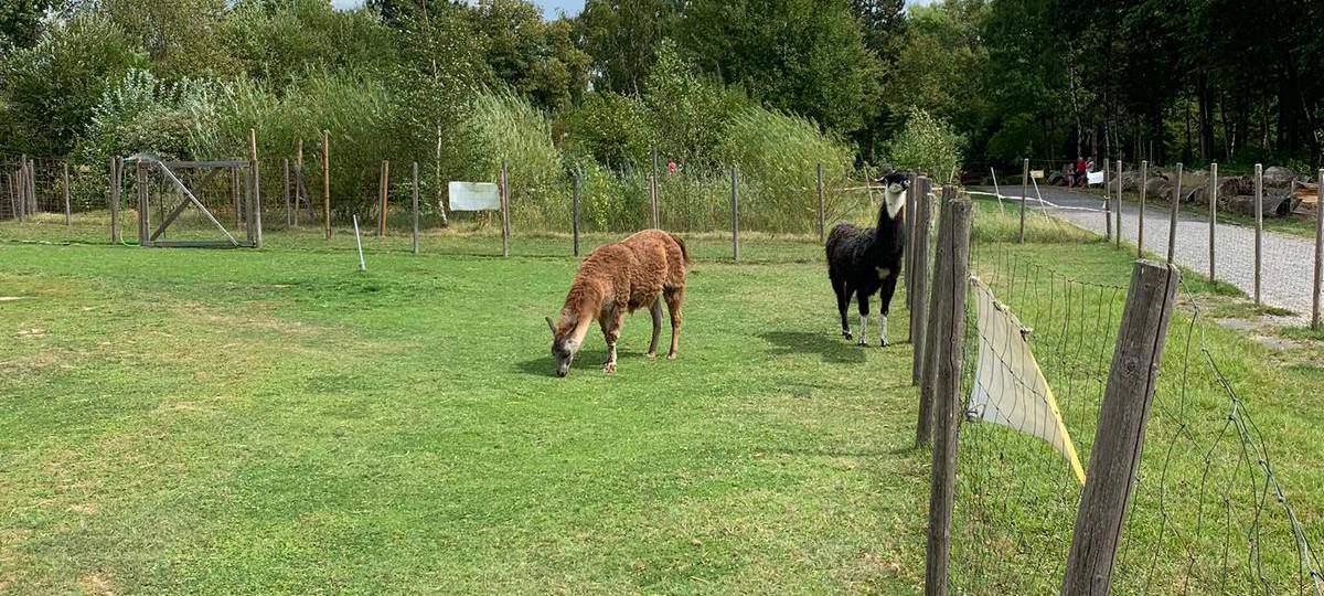 Ferienfee bei den Prachtlamas