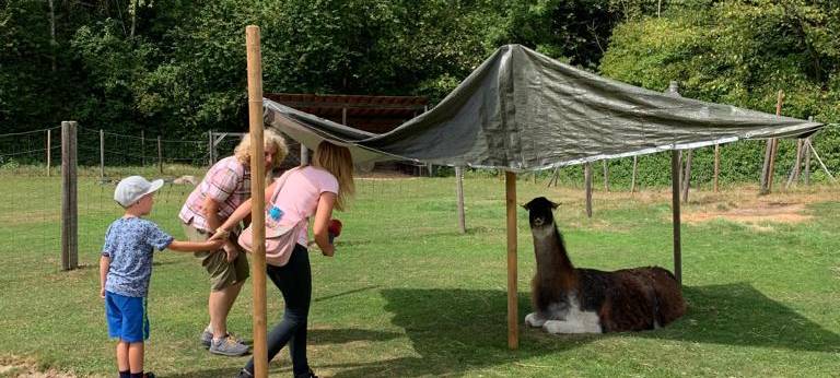 Ferienfee bei den Prachtlamas