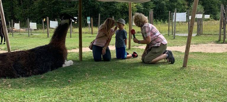 Ferienfee bei den Prachtlamas
