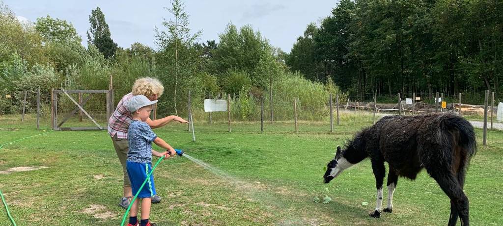 Ferienfee bei den Prachtlamas