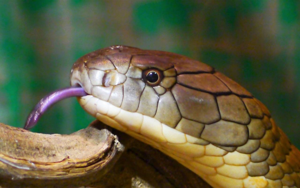 Beispielfoto: Kobra