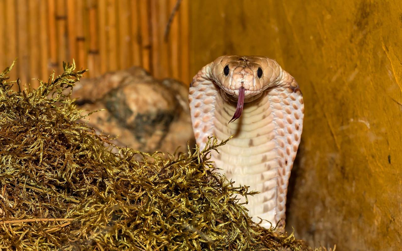 Beispielfoto: Eine Kobra in ihrem Gehege.