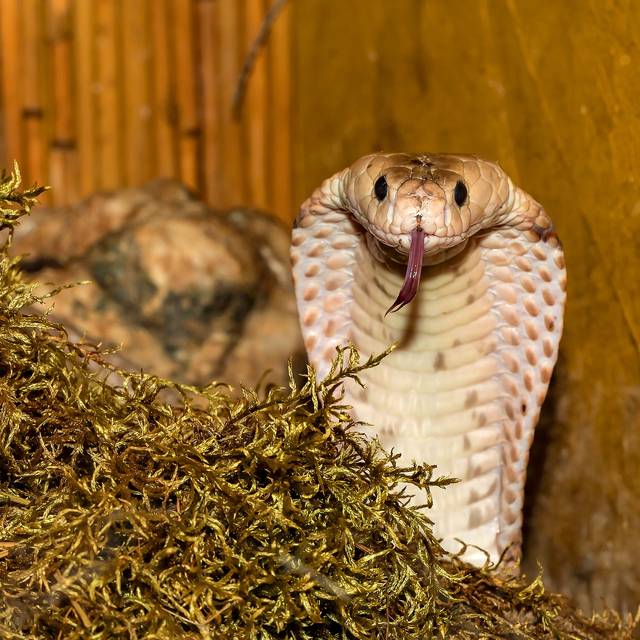 Beispielfoto: Eine Kobra in ihrem Gehege.