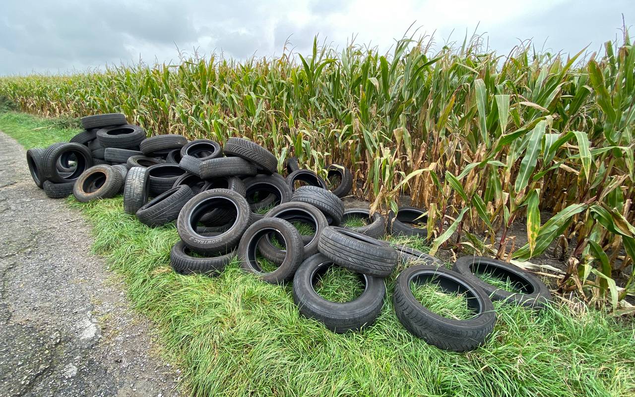 Illegal abgeladene Reifen neben einem Maisfeld.