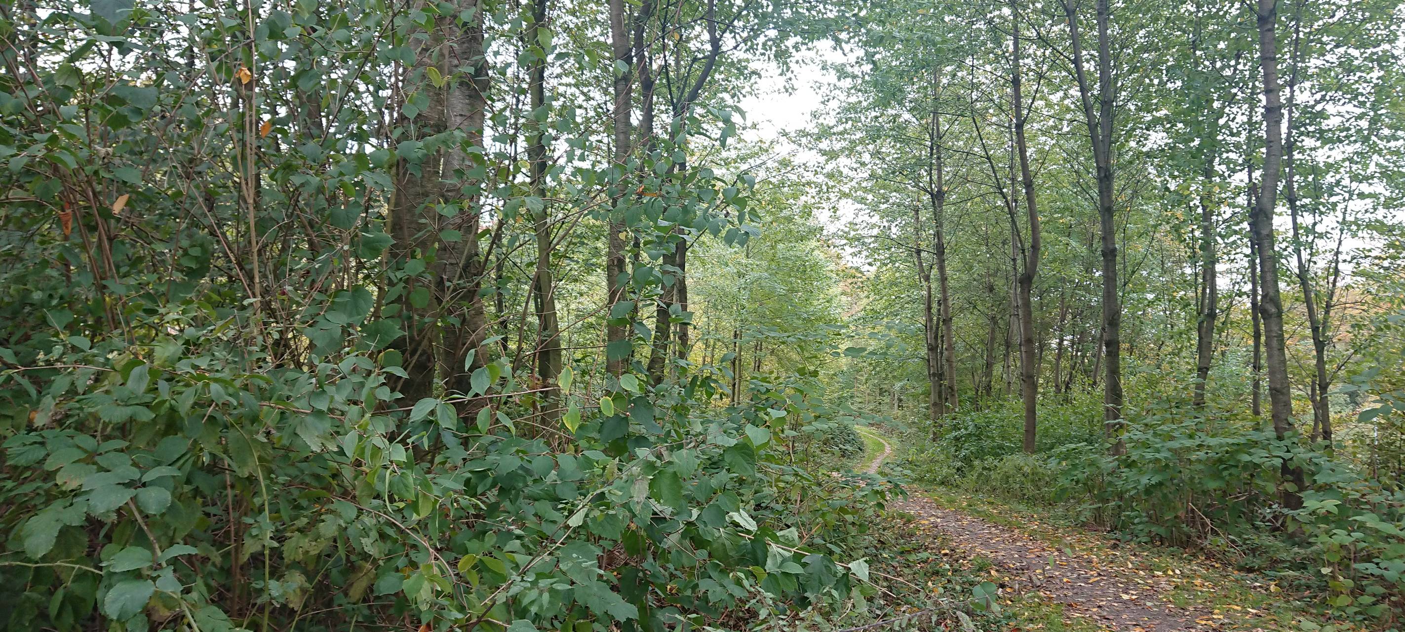 Neue Waldwege in Constantin