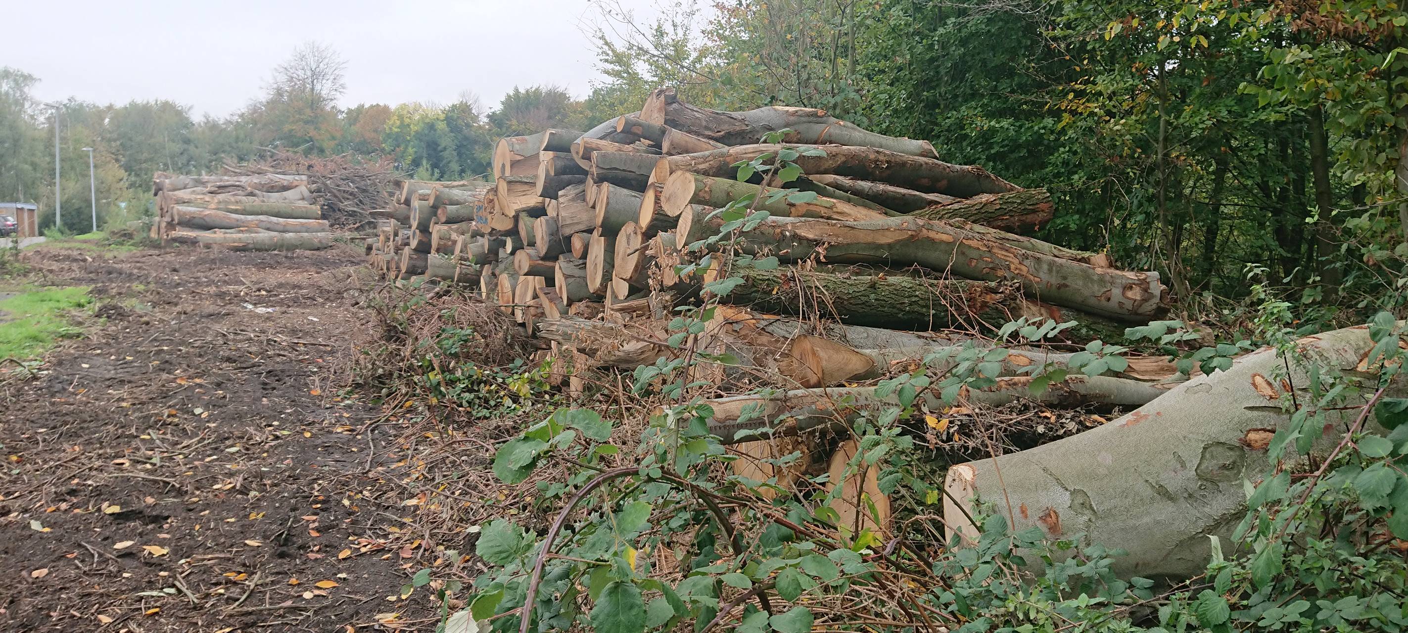 RVR will Constantiner Wald aufforsten