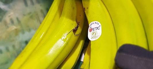 Spinne in Herner Supermarkt